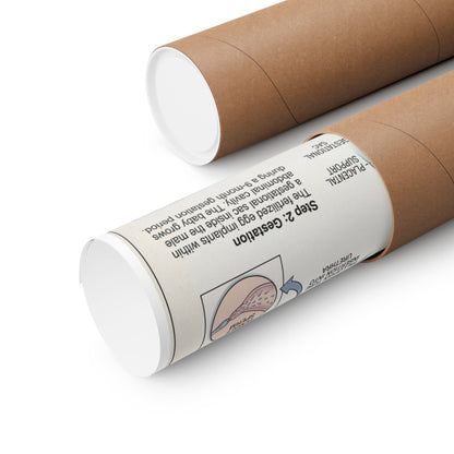 Male Pregnancy Anatomy Poster — 'Male Pregnancy: How It Works' Educational Matte Vertical Poster